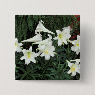 Macaron Carré 5 Cm Lis de Pâques (Lilium regale)