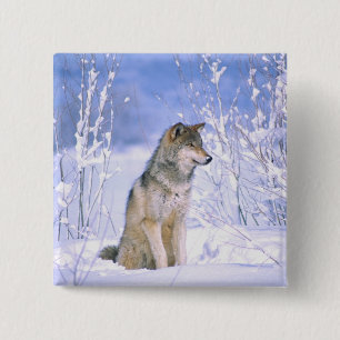 Macaron Carré 5 Cm Loup gris assis dans la neige, Canis lupus,