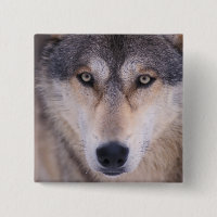 loup gris, Canis lupus, gros plan sur les yeux