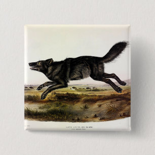 Macaron Carré 5 Cm Loup noir ou Loup noir-américain (Canis Lupus)