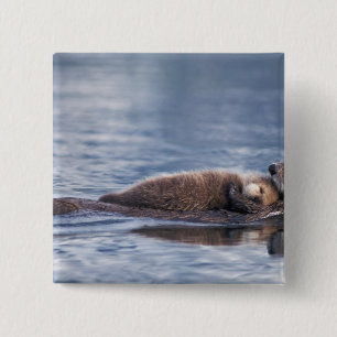 Macaron Carré 5 Cm loutre de mer, Enhydra lutris lutris