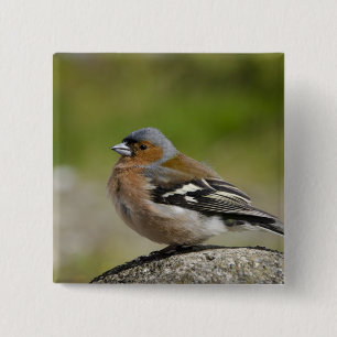 Macaron Carré 5 Cm Male Chaffinch (WILD: Fringilla coelebs)