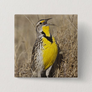 Macaron Carré 5 Cm Meadowlark occidental (Strunella négligecta)