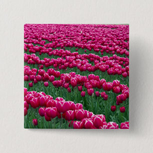 Macaron Carré 5 Cm Montrer le jardin de bulbes de tulipes à floraison