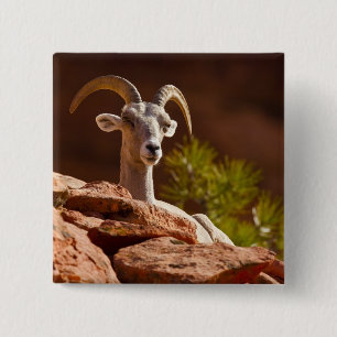 Macaron Carré 5 Cm Mouflon du désert (Ovis canadensis nelsoni).