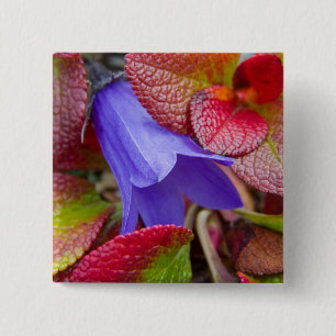 Macaron Carré 5 Cm N.A., États-Unis, Alaska. Bluebell dans la toundr