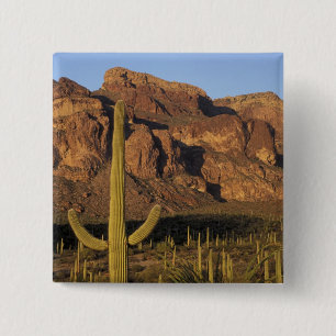 Macaron Carré 5 Cm NA, États-Unis, Arizona. Organ Pipe Cactus Nationa