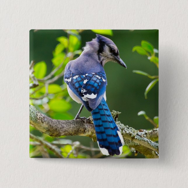 Macaron Carré 5 Cm Nature Photographie Shy Blue Jay Vêtements Cadeaux (Devant)