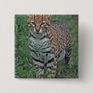 Macaron Carré 5 Cm OCELOT (Leopardus pardalis) AMÉRIQUE CENTRALE
