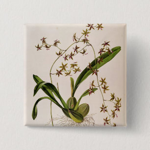 Macaron Carré 5 Cm Odontoglossum Hastatum