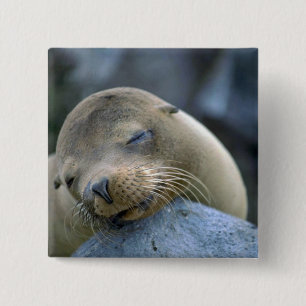 Macaron Carré 5 Cm Otarie de bébé, îles de Galapagos