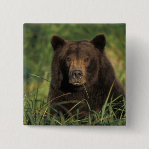 Macaron Carré 5 Cm ours brun, Ursus arctos, grizzli, Ursus 9