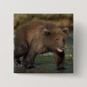 Macaron Carré 5 Cm ours brun, Ursus arctos, grizzly, Ursus 6