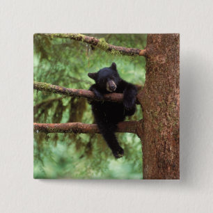 Macaron Carré 5 Cm ours noir, Ursus americanus, ourson dans un arbre