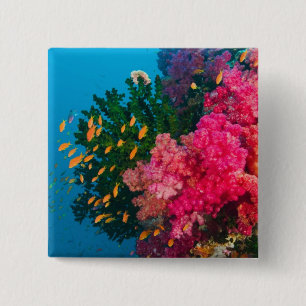 Macaron Carré 5 Cm Pacifique Sud, Fidji, Viti Levu, Bligh Water,