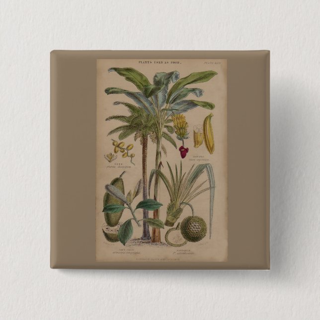 Macaron Carré 5 Cm Palm Antique Fruit Tropical Art Botanique (Devant)