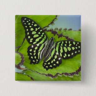 Macaron Carré 5 Cm Papillon sur fond vert