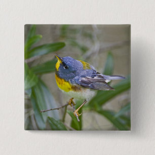 Macaron Carré 5 Cm Paruline à collier (Parula americana)