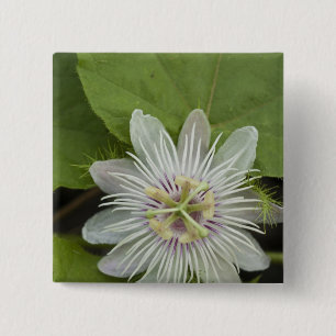 Macaron Carré 5 Cm Passiflore de Galapagos Passiflora foetida