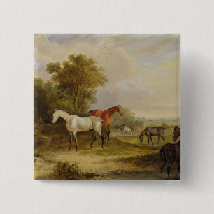 Macaron Carré 5 Cm Pâturage de chevaux : Un étalon gris frôlant av