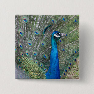 Macaron Carré 5 Cm Peacock Photographie