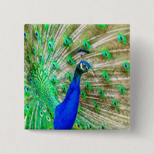 Macaron Carré 5 Cm Peacock Plumage
