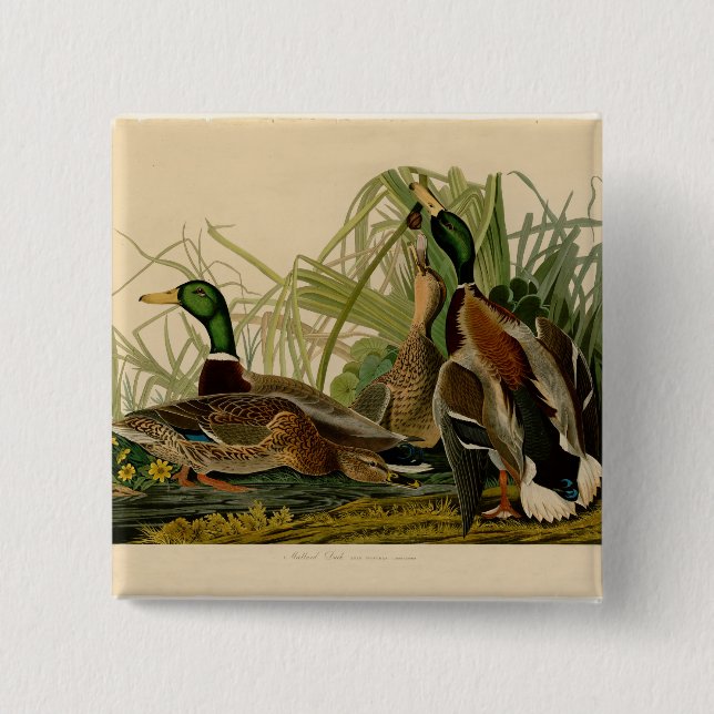 Macaron Carré 5 Cm Peinture d'oiseaux de Mallard Duck Audubon (Devant)
