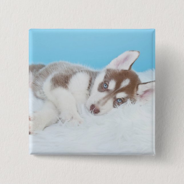 Macaron Carré 5 Cm Petit Chiot Husky allongé sur une couverture (Devant)