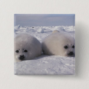 Macaron Carré 5 Cm Phoque du Groenland (Phoca groenlandica) Gropes de