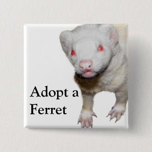 Macaron Carré 5 Cm Photo Albino Ferret