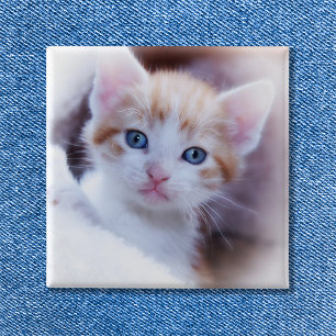 Macaron Carré 5 Cm Photo carré de famille de chat mignon