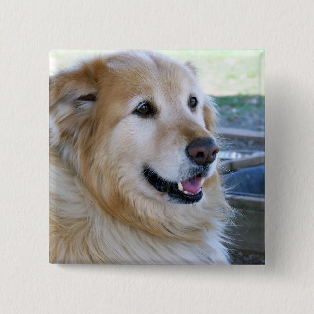 Macaron Carré 5 Cm Photo Golden Retriever (Devant)