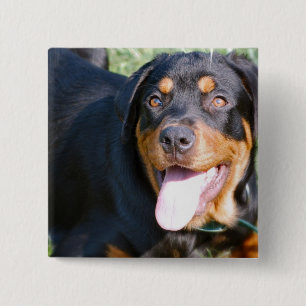 Macaron Carré 5 Cm Pin amical de rottweiler