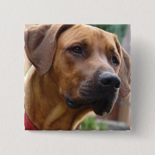 Macaron Carré 5 Cm Pin carré de Rhodesian Ridgeback