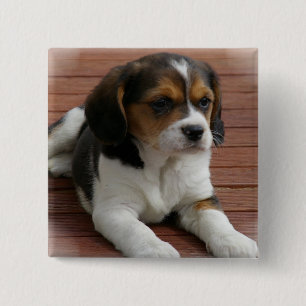 Macaron Carré 5 Cm Pin de carré de chiot de beagle