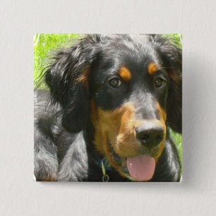 Macaron Carré 5 Cm Pin de chien de poseur de Gordon