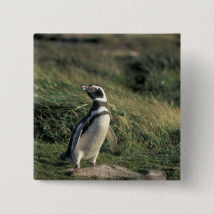 Macaron Carré 5 Cm Pingouin magellanique (Spheniscus magellanicus),