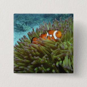 Macaron Carré 5 Cm Poisson-clown occidental (Amphiprion ocellaris)