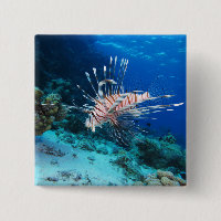 Poisson lion ou Pterois Miles, Poisson de récif oc