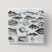 Poissons osseux d'ichtyologie