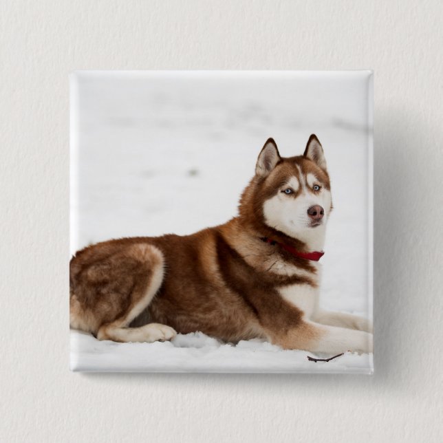 Macaron Carré 5 Cm Portrait de Cute Siberian Husky (Devant)