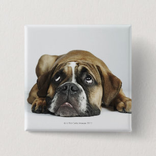 Macaron Carré 5 Cm Portrait de vieux Tyme bouledogue de Dorset