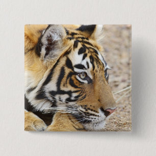 Macaron Carré 5 Cm Portrait du tigre royal du Bengale, Ranthambhor