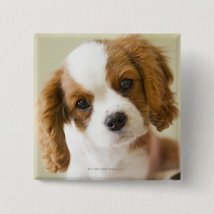 Macaron Carré 5 Cm Portrait d'un chiot d'épagneul du Roi Charles