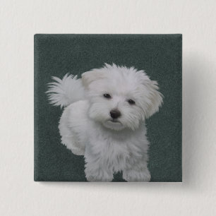 Macaron Carré 5 Cm Portrait d'un petit chien blanc