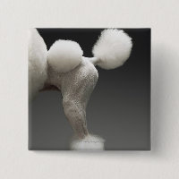 Poules de Poodle, sur arrière - plan gris