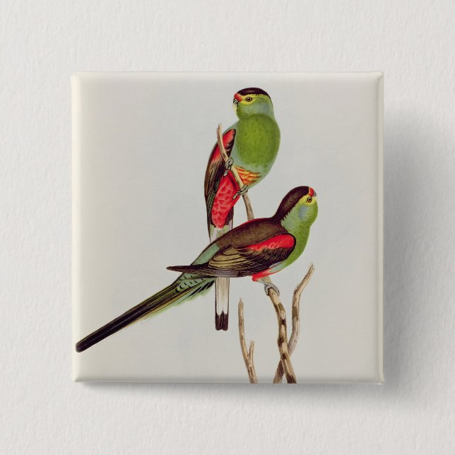 Macaron Carré 5 Cm Psephotus Pulcherrimus (Devant)