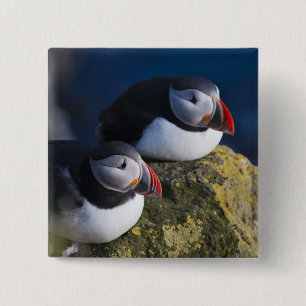 Macaron Carré 5 Cm Puffin atlantique (Fratercula arctica) 7