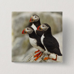 Macaron Carré 5 Cm Puffins de l'Atlantique sur l'île des phoques Mach