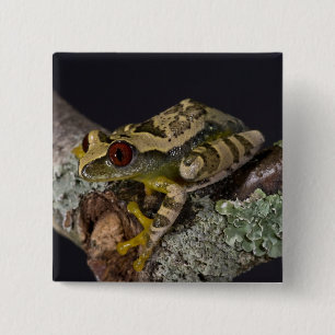 Macaron Carré 5 Cm Rainette aux yeux rouges d'Afrique, Leptopelis